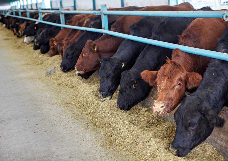 Carousel Slide 5: Bovine veterinary care