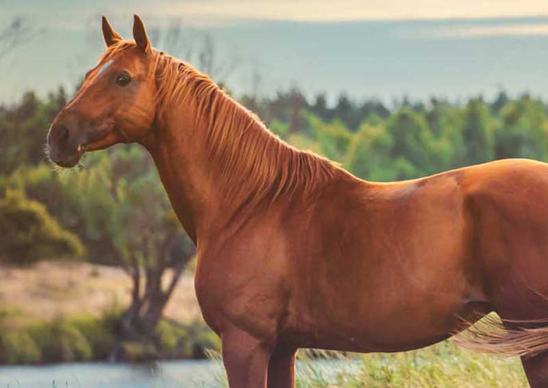 Carousel Slide 4: Equine vets